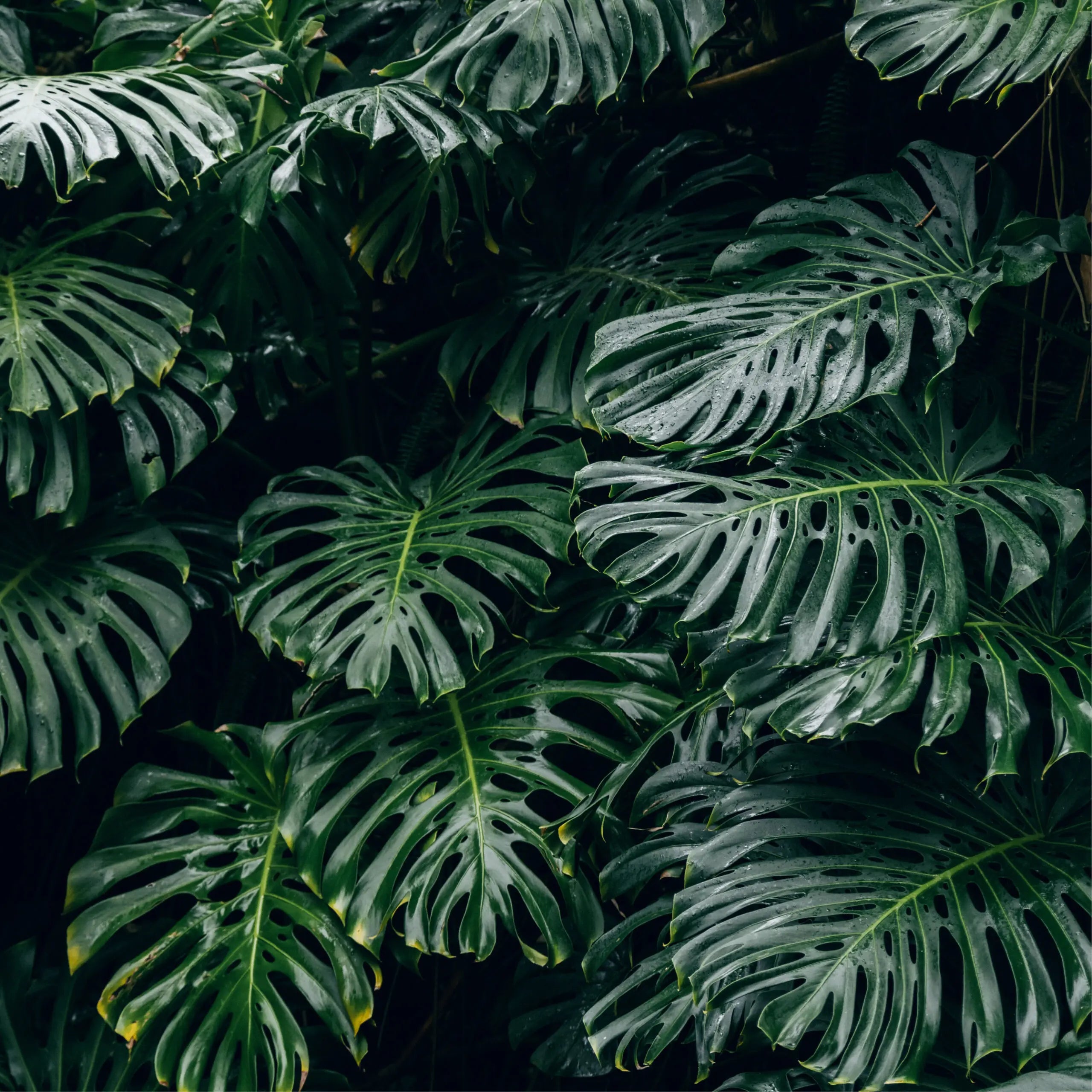Monstera Plant Care Tips & Guide | Fig & Bloom Blog