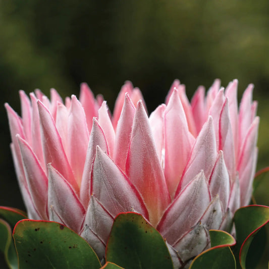 Pink king protea flower head in close-up