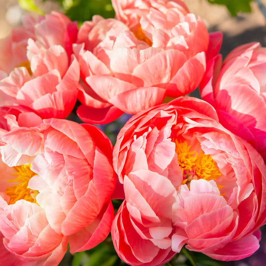 Discover the Most Fascinating Fun Facts About Peonies