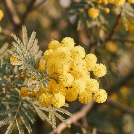 The Australian Flower Calendar: What's in Season, Month by Month