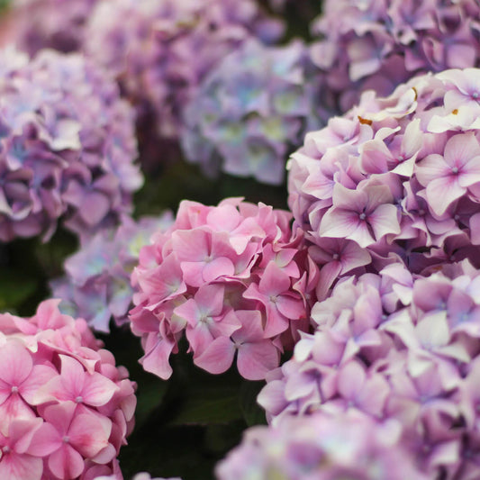 Flowers in Focus: Fun Facts about Hydrangeas