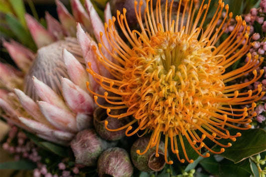 A close-up of native and protea blooms — orange pincushion protea, king protea and gum nuts