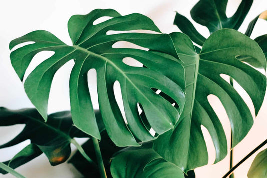 Indoor plants styled on shelves in a bright, modern living room