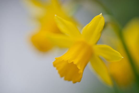 A single yellow narcissus in soft-focus close-up