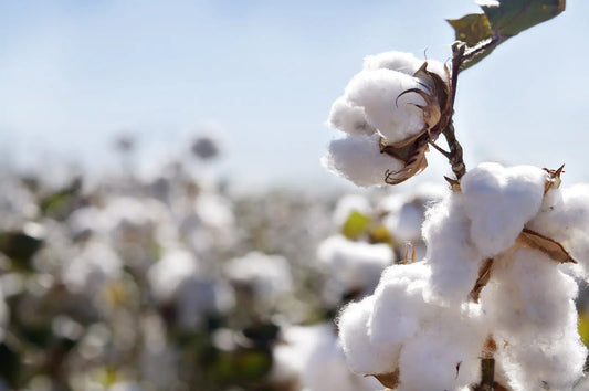 Is Cotton a flower?