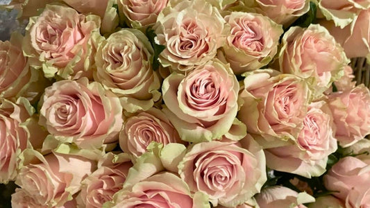 Why Do My Roses Have Green Petals? Understanding Fresh Roses, Guard Petals & Flower Freshness