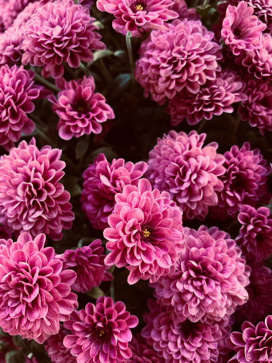 A dense cluster of fuchsia-pink chrysanthemums