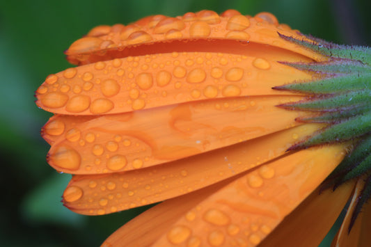 A vivid orange bloom in close-up macro