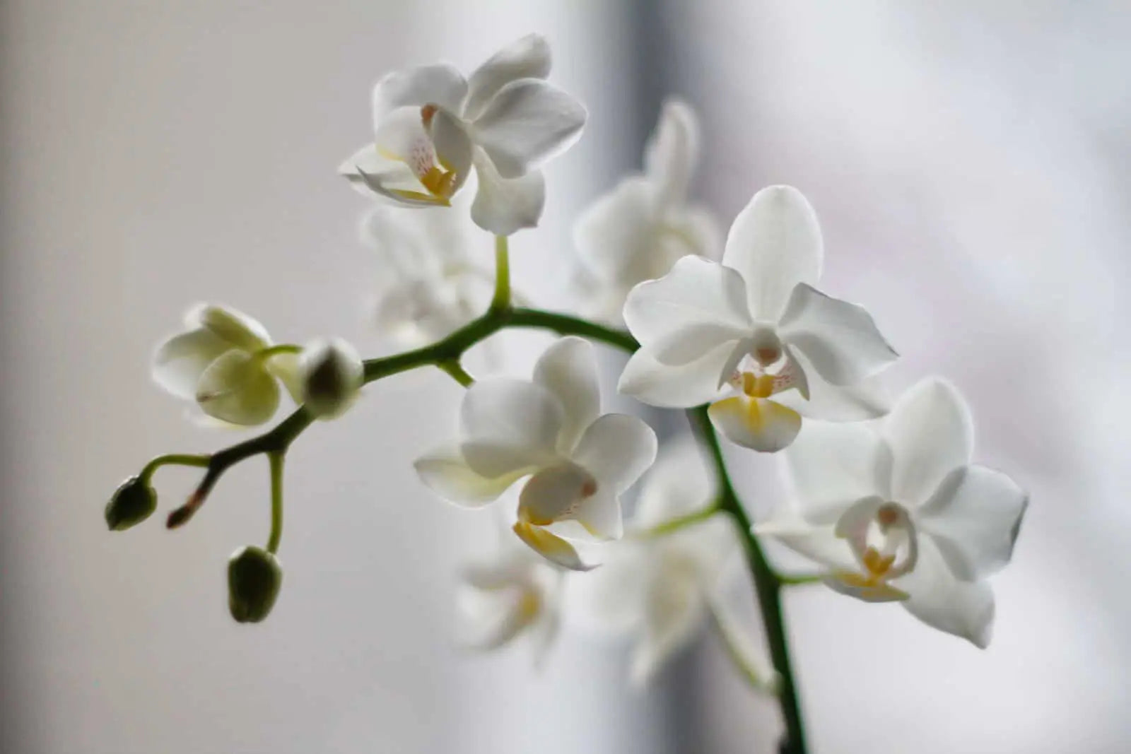 Orchid Care: How To Look After Orchids