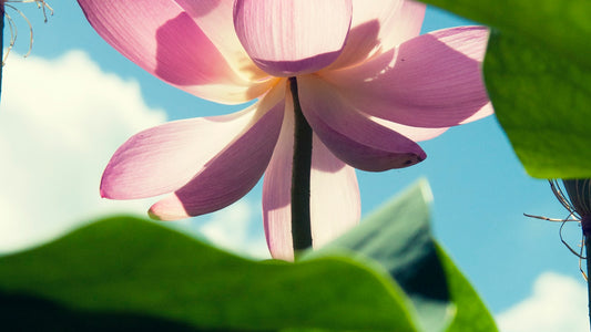 A pink true lotus rising above its leaves