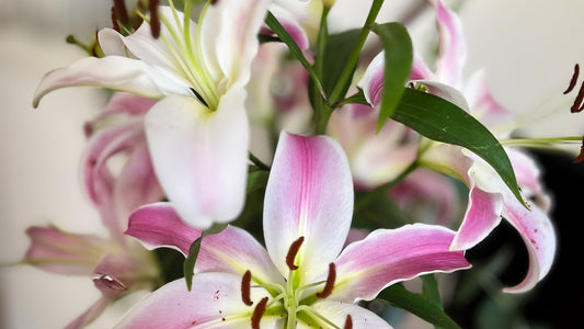 White and pink lilies opening in a mixed arrangement
