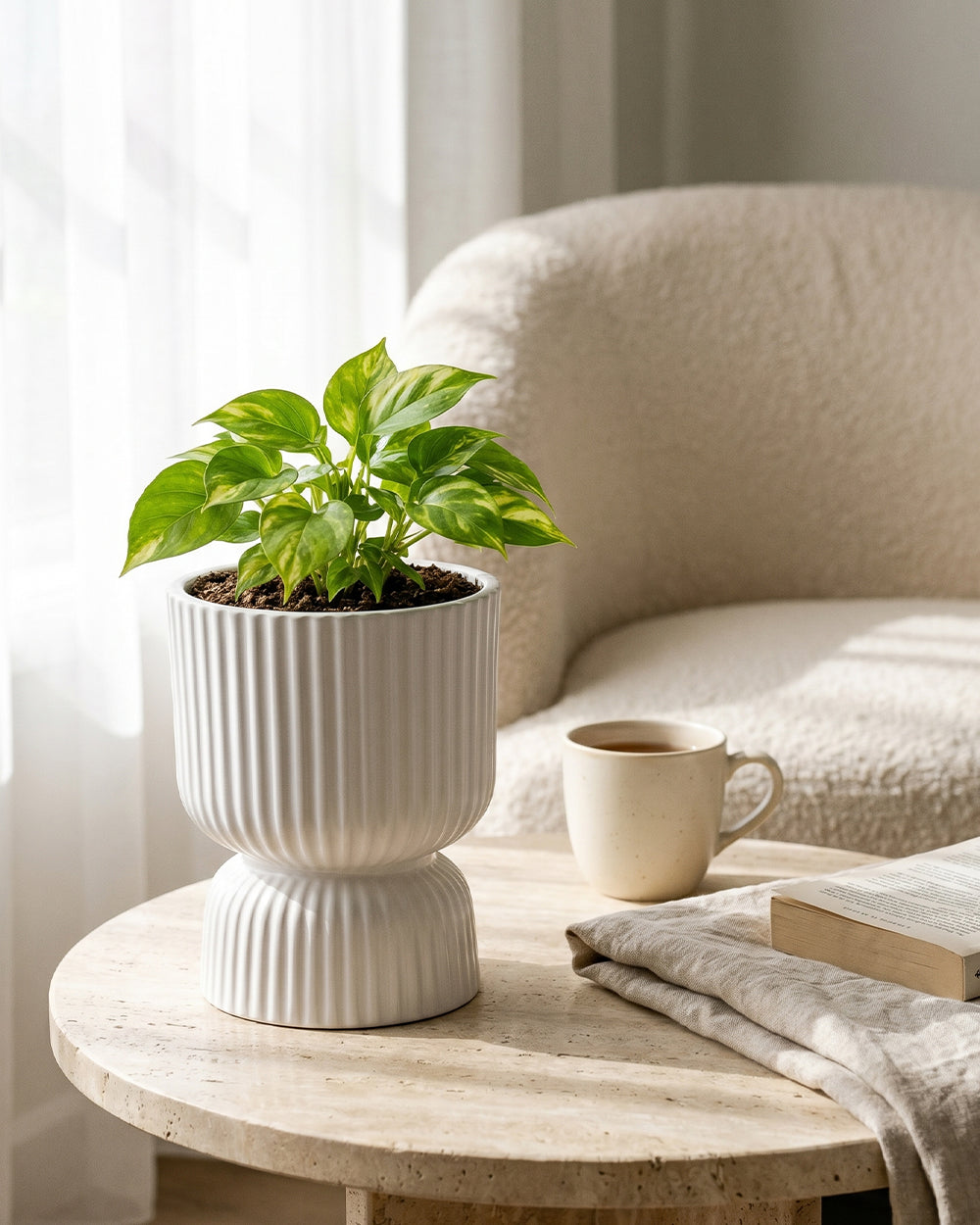 Devil's Ivy in Podium Pot