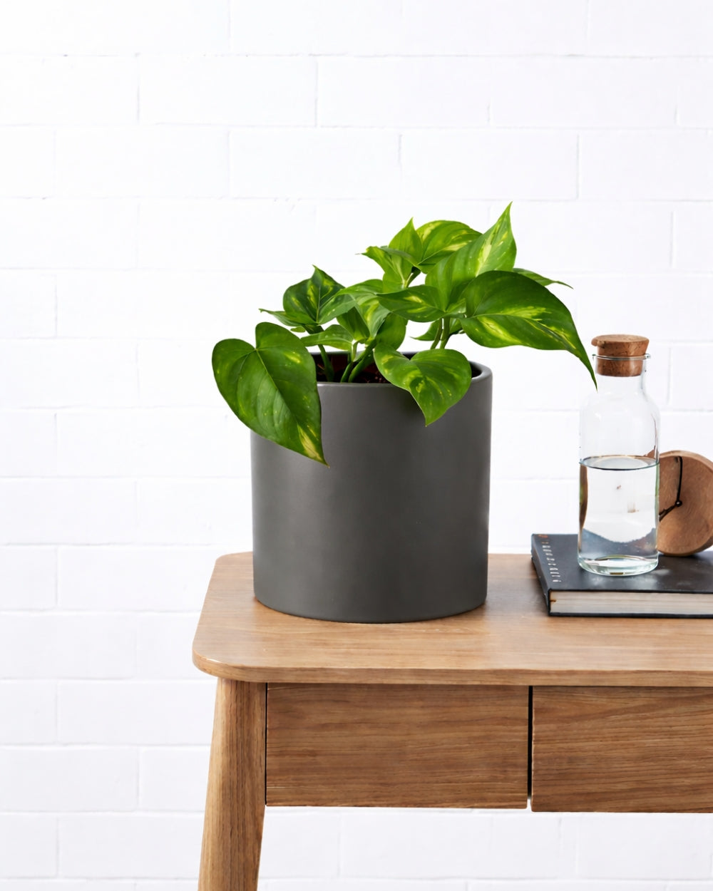 Devil's Ivy in Grey Pot