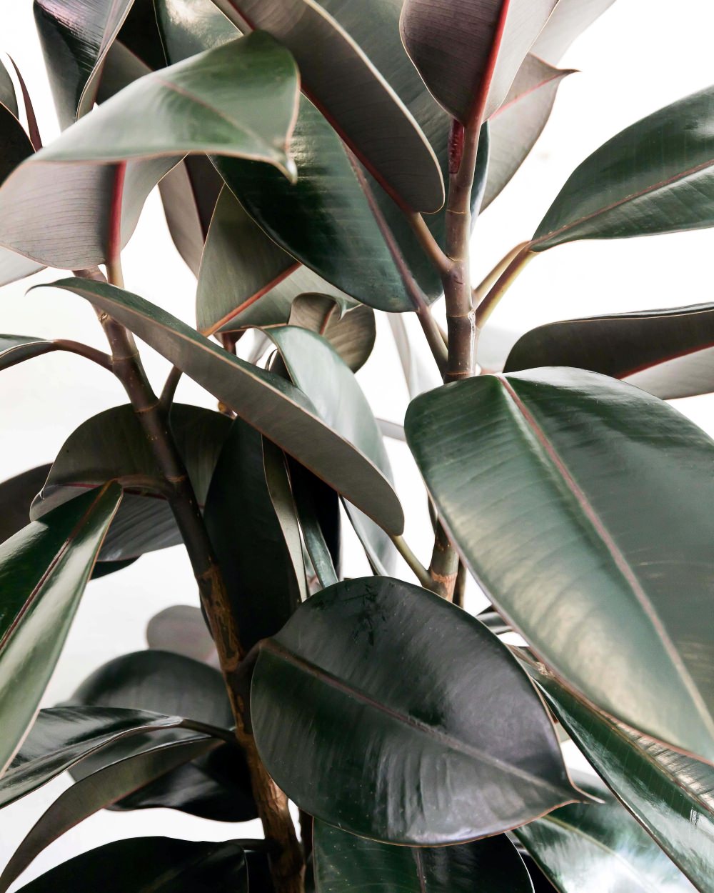 Ficus Burgundy in Terracotta pot 120mm