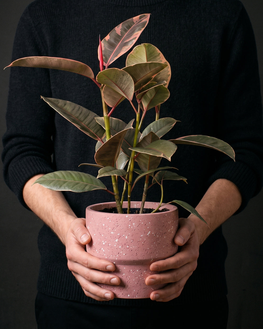 Ficus Elastica Ruby in a dusty pink pot held in two hands