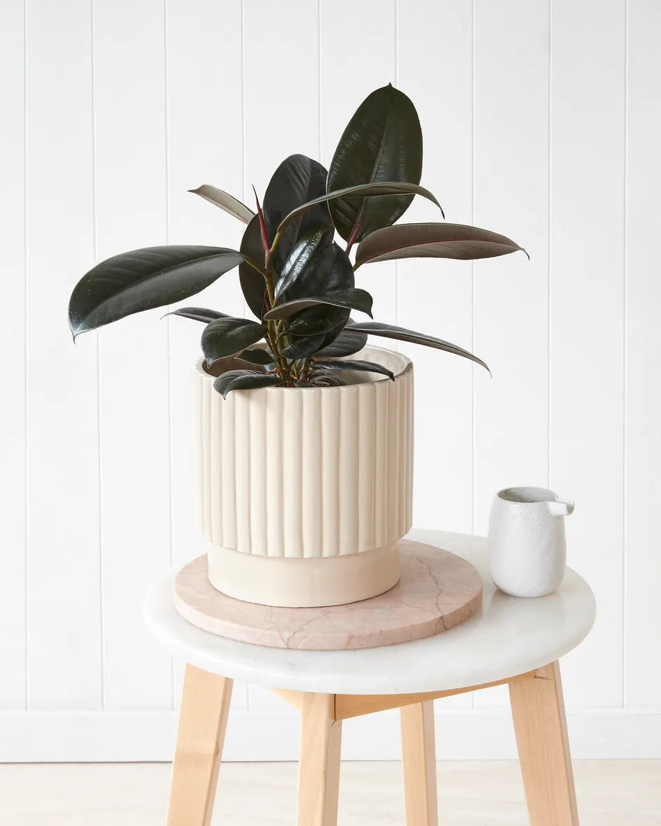 Ficus Burgundy in Cream Pot (170mm)