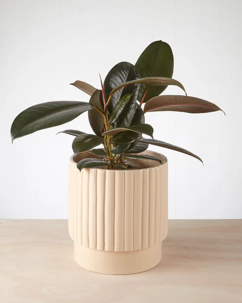 Ficus Burgundy in Cream Pot (170mm)