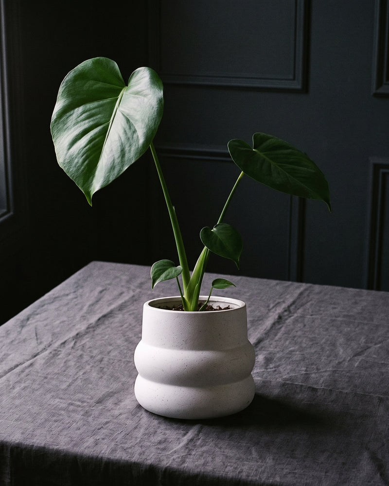 Monstera Deliciosa in Speckled White Pot