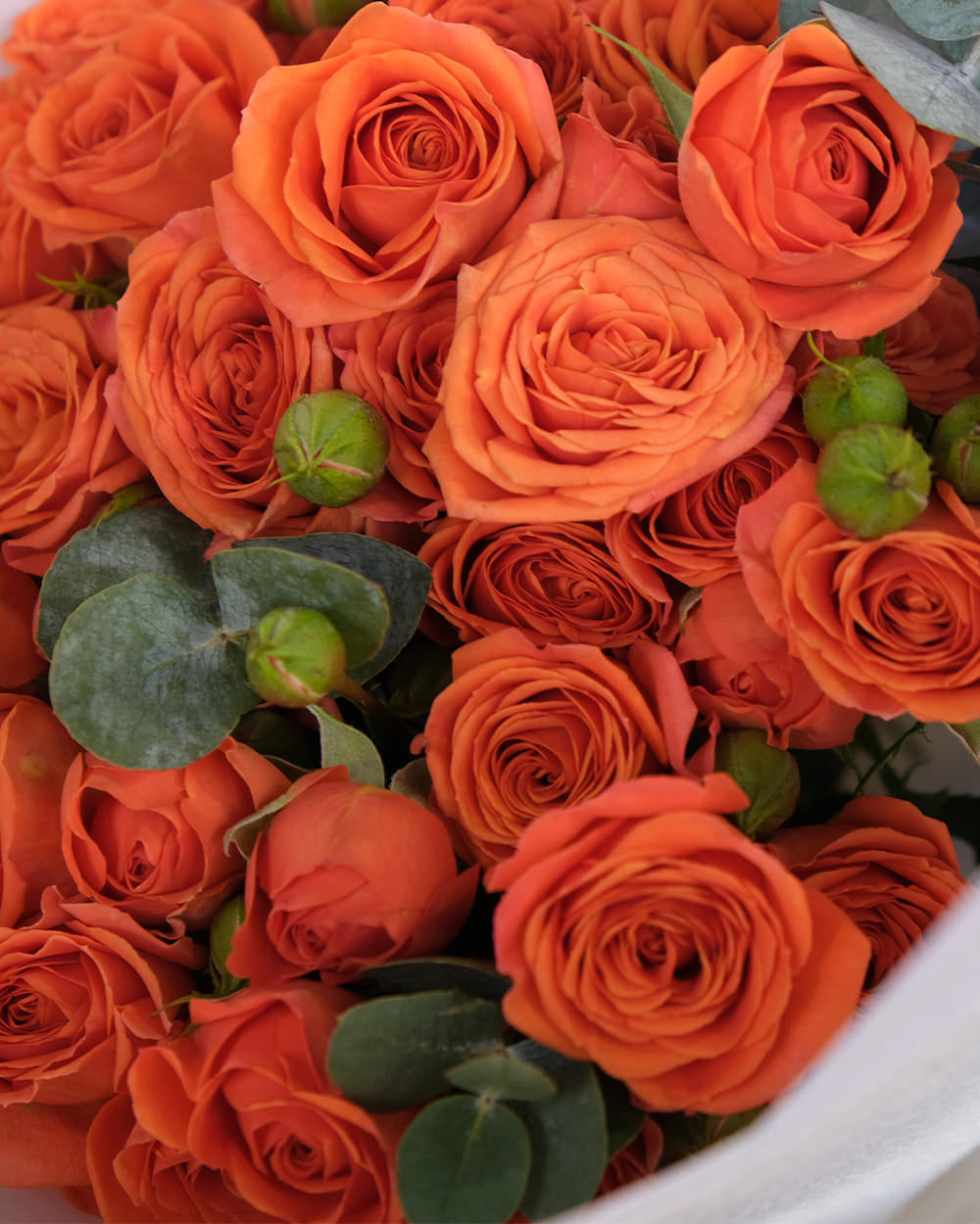 Palermo Spray Roses