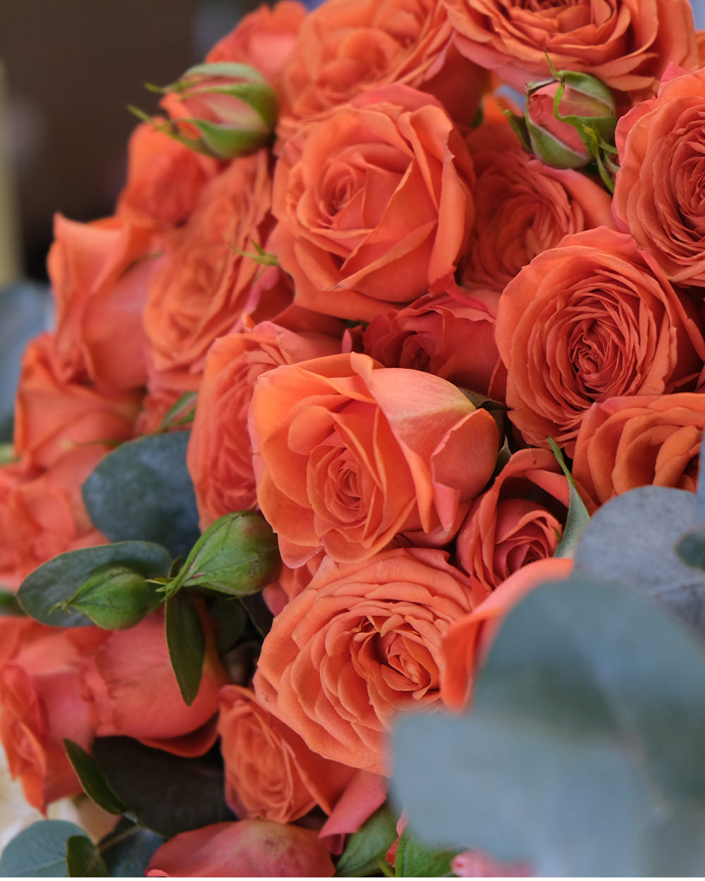 Palermo Spray Roses
