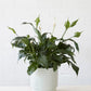 Peace Lily in Light Green Pot (190mm)