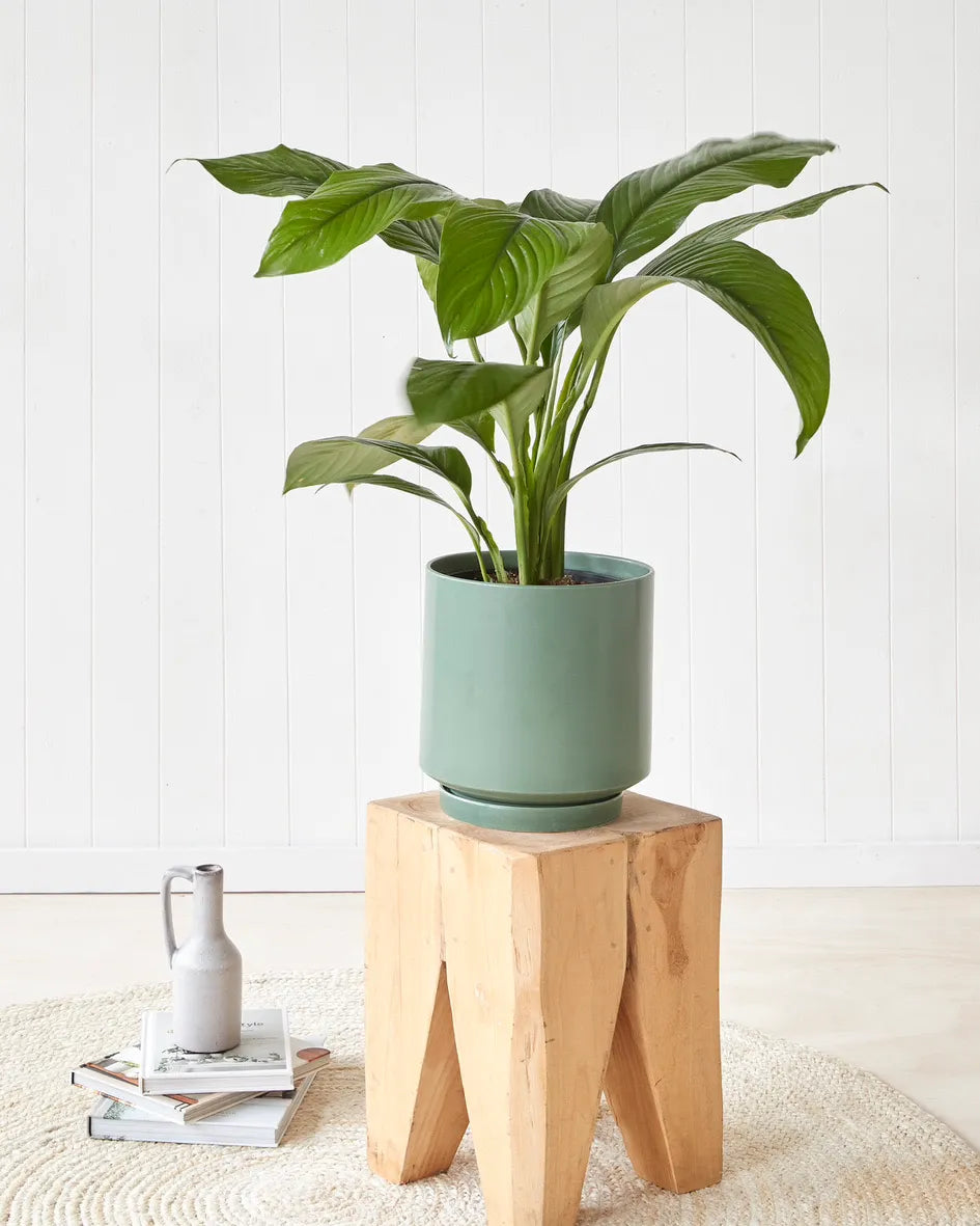 Peace Lily “Sensation” in Dark Green Pot (240mm)