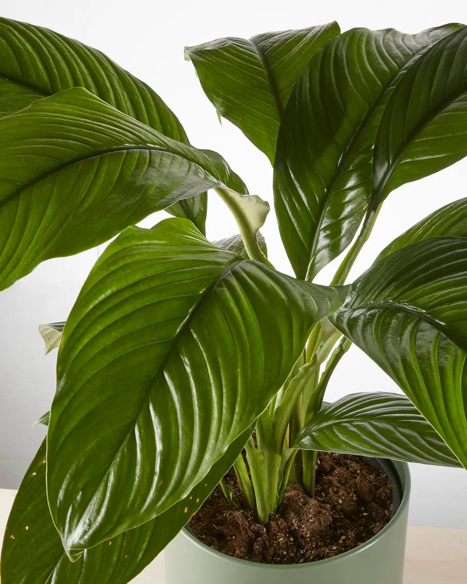 Peace Lily “Sensation” in Dark Green Pot (240mm)