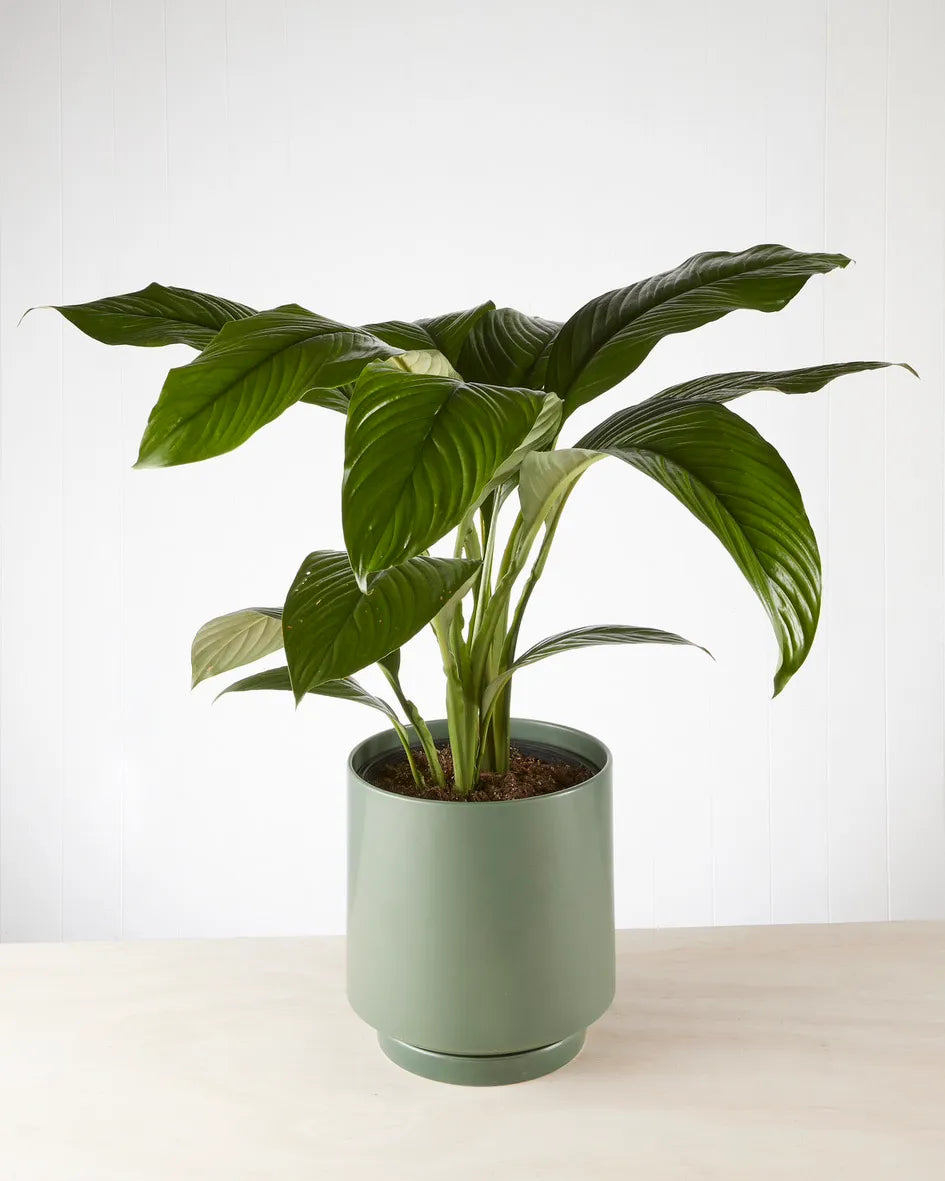 Peace Lily “Sensation” in Dark Green Pot (240mm)