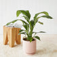 Peace Lily “Sensation” in Pink Pot (240mm)