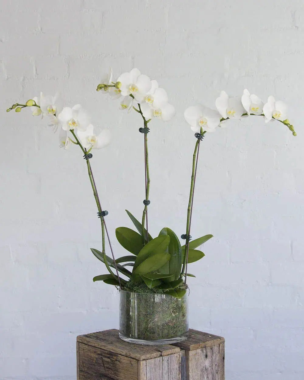 Phalaenopsis Orchids Medium