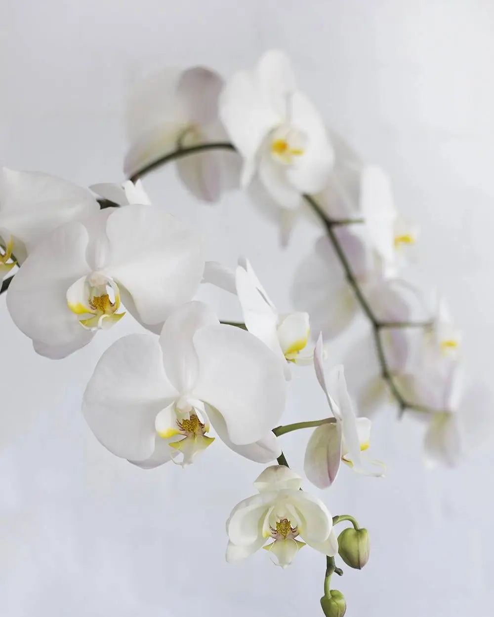 Phalaenopsis Orchids Tall