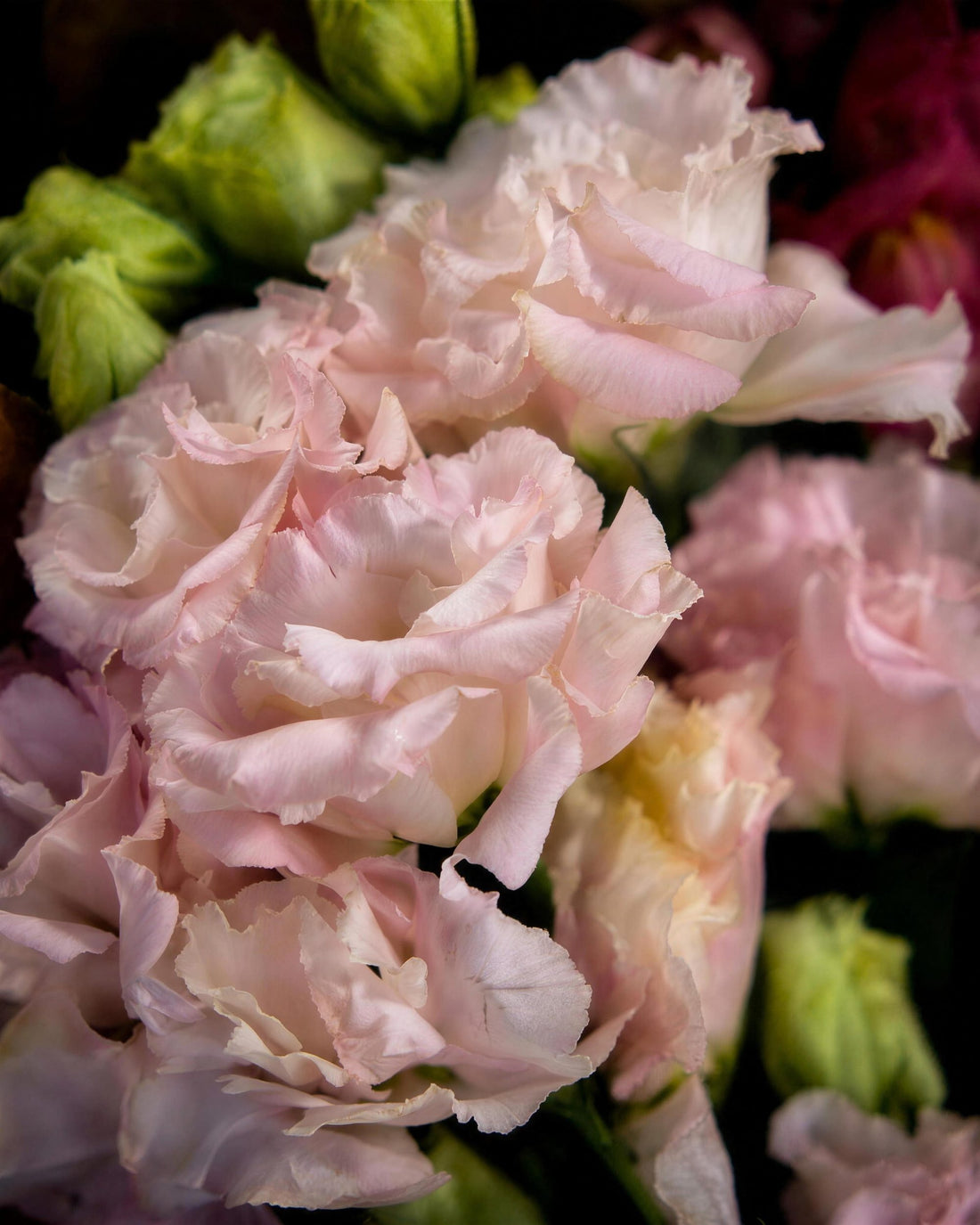 Prague Bouquet by Fig & Bloom, close-up of blush lisianthus