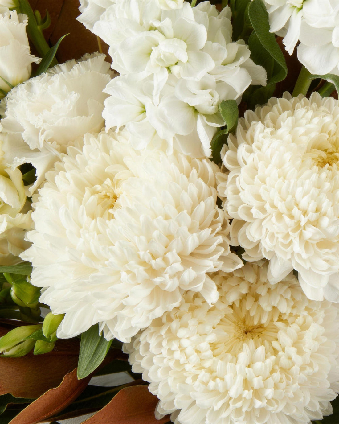 Pyrenees Bouquet by Fig & Bloom, close-up of white chrysanthemums