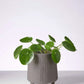 Chinese Money Plant in Grey Footed Pot
