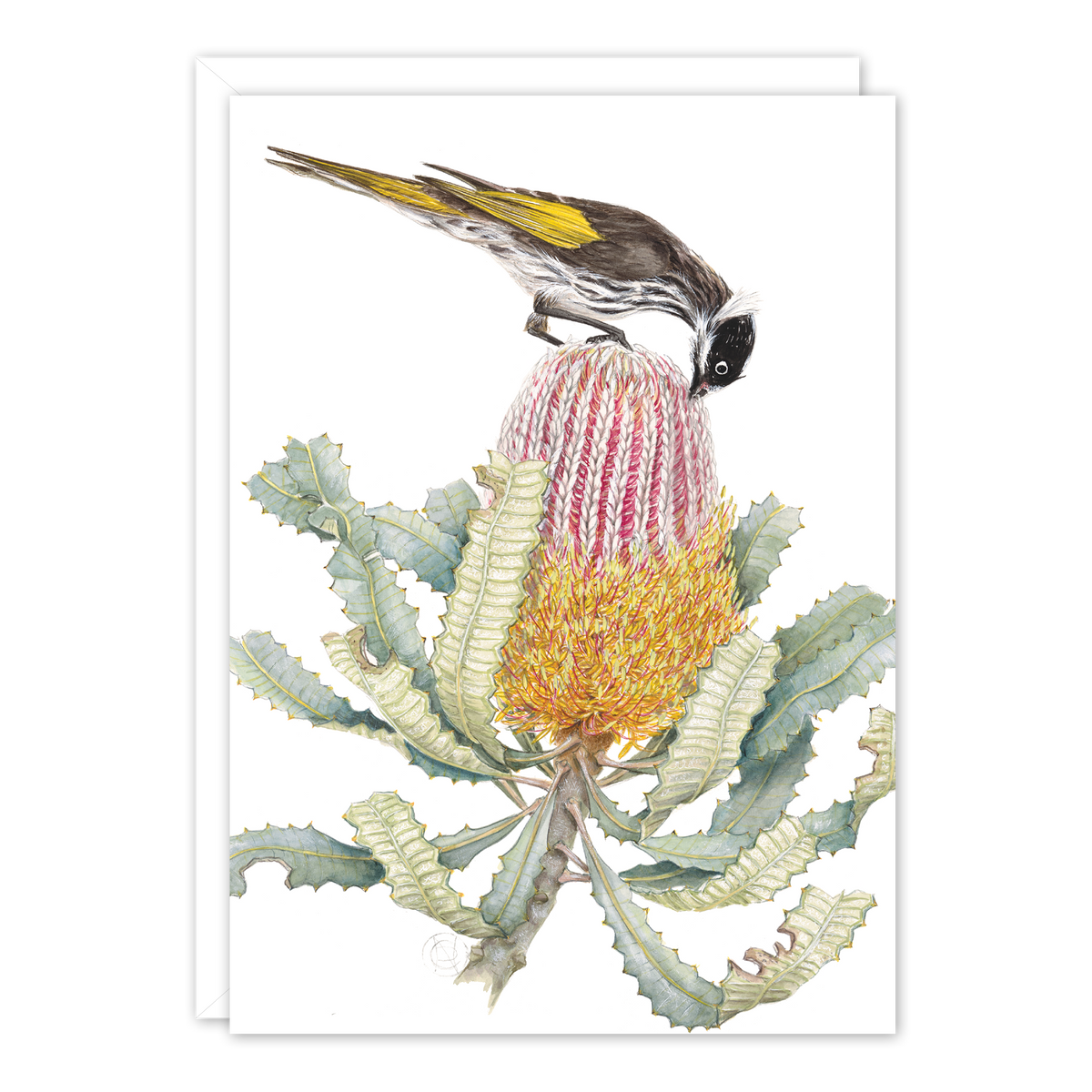Honeyeater on Banksia