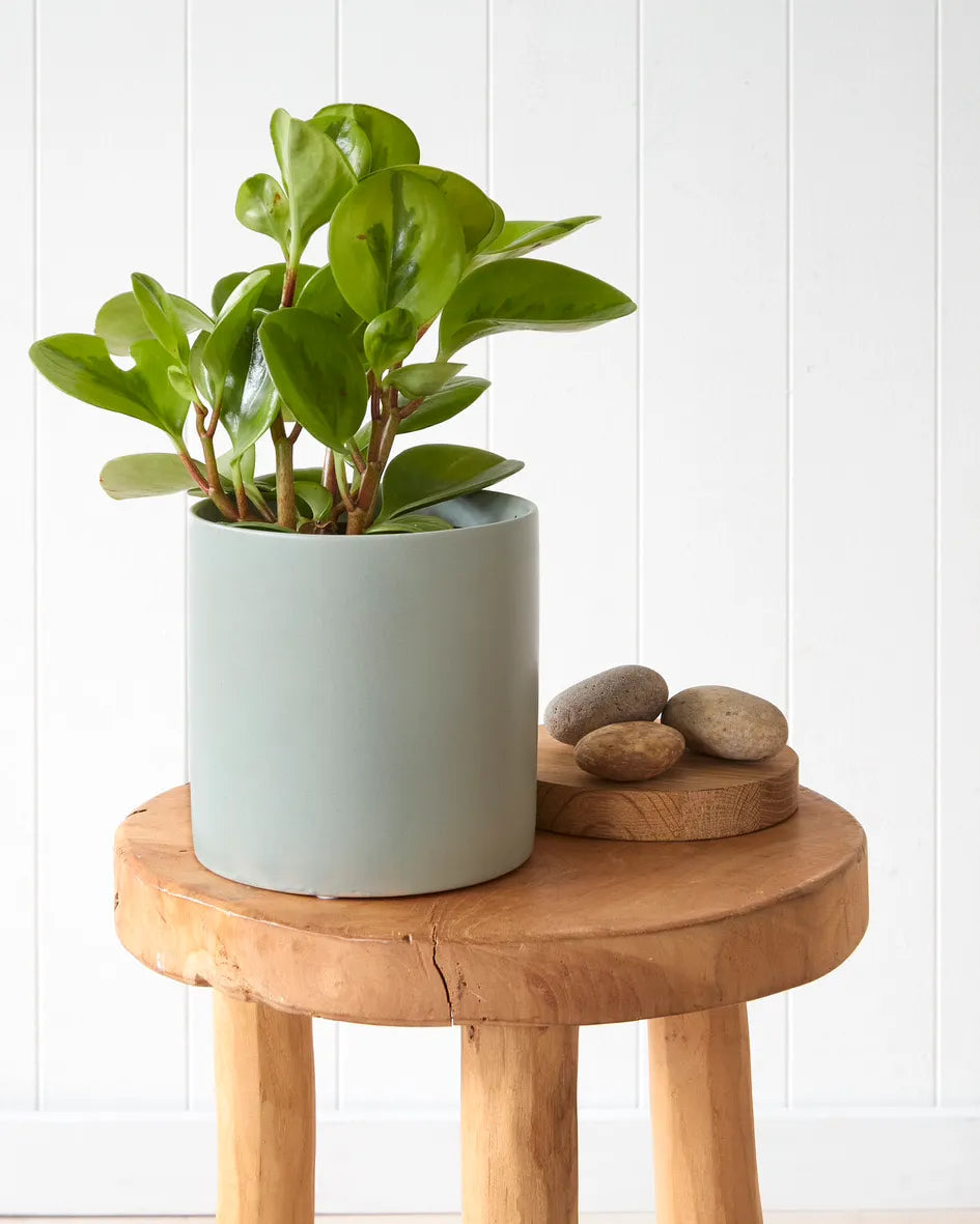 Peperomia Lemon & Lime in Light Green Pot (120mm)