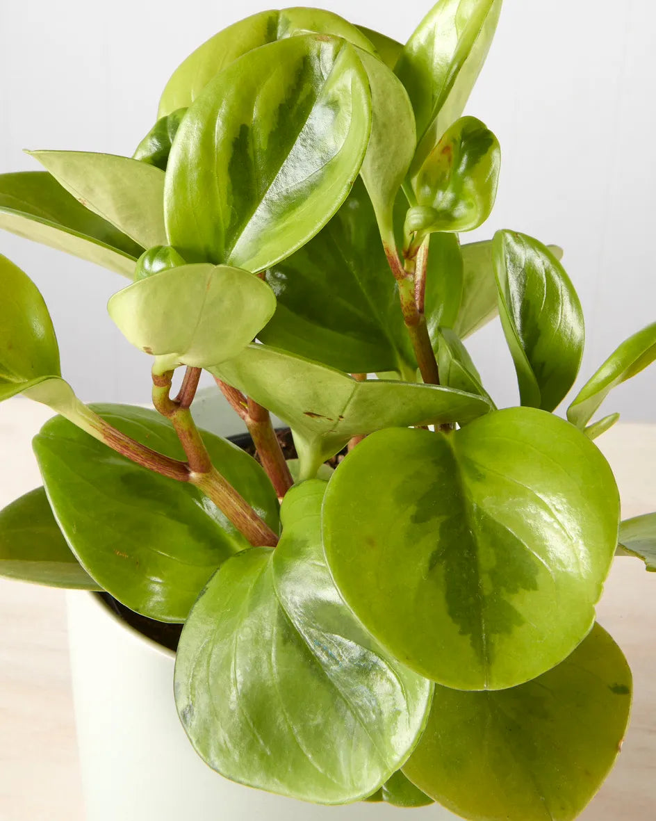 Peperomia Lemon & Lime in Light Green Pot (120mm)