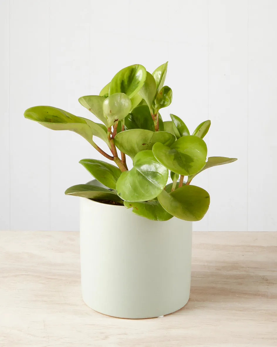 Peperomia Lemon & Lime in Light Green Pot (120mm)