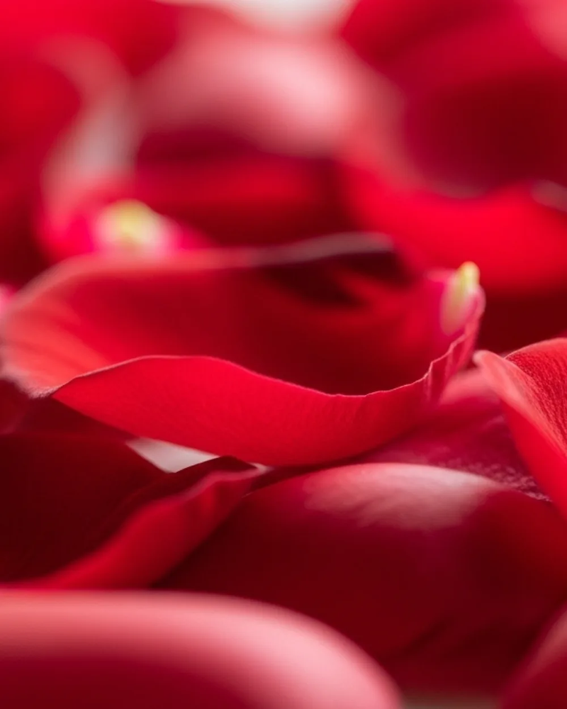 Red Rose Petals