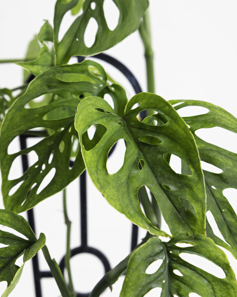 Monstera Adansonii in White Pot 120mm