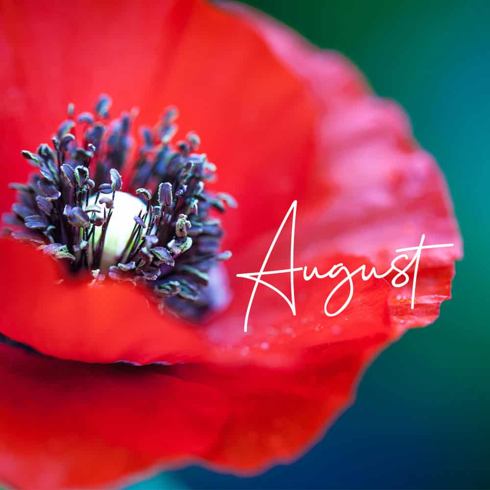 August Birth Flower: What is the Birth Flower for August?