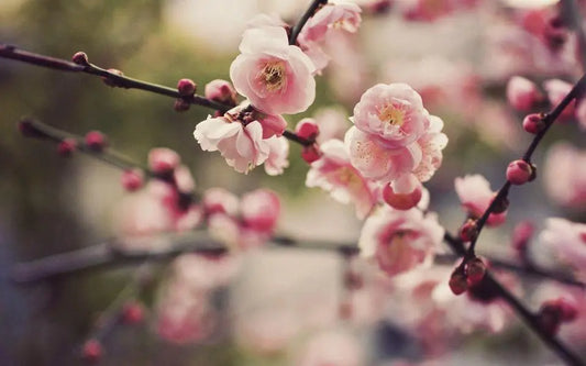 Cherry blossom trees in bloom