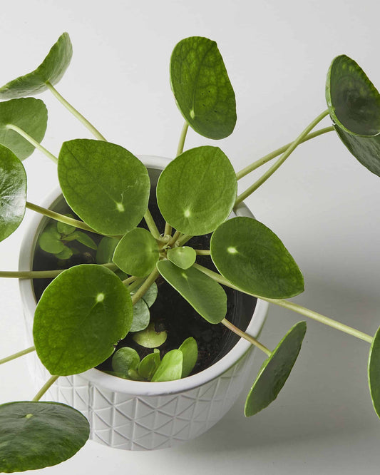 Care for Money Plants