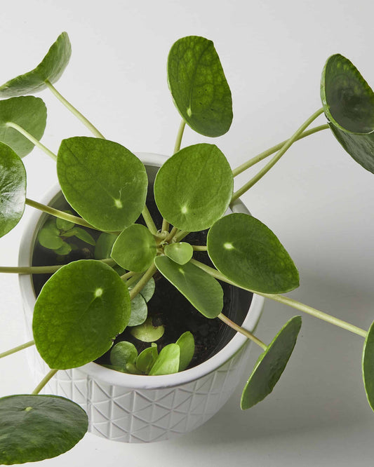 Chinese Money Plant Care: How to Care for Money Plants