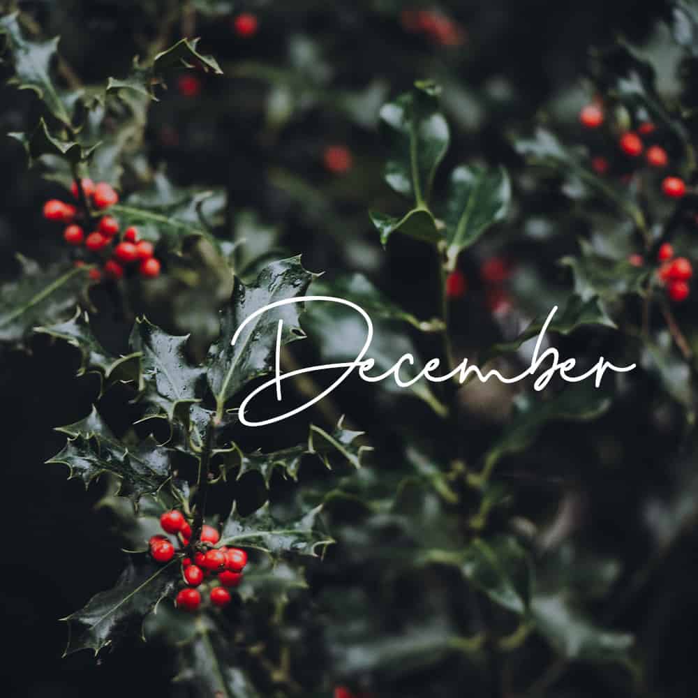 December Birth Flower: What is the Birth Flower for December?