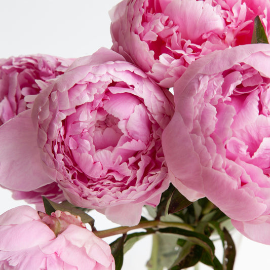 Celebrate Spring in Full Bloom: Why Flower Delivery in Sydney is the Perfect Seasonal Gift