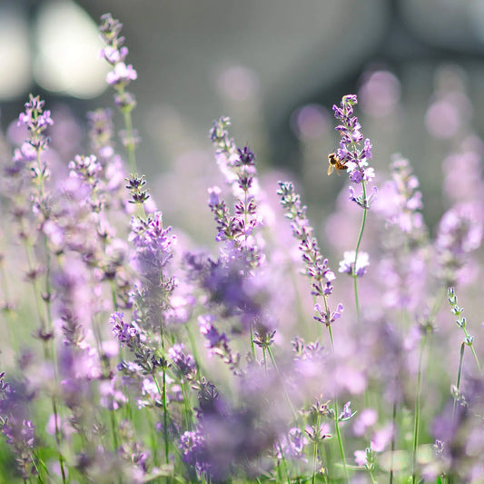 Seasonal Flowers