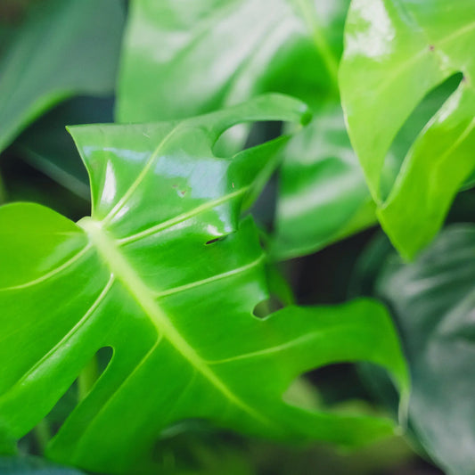 Common Monstera Problems And How To Solve Them