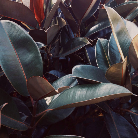 Common rubber plant 