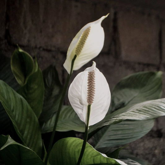 Care For Peace Lily Plants